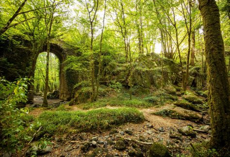 La forêt de Mervent et ses secrets