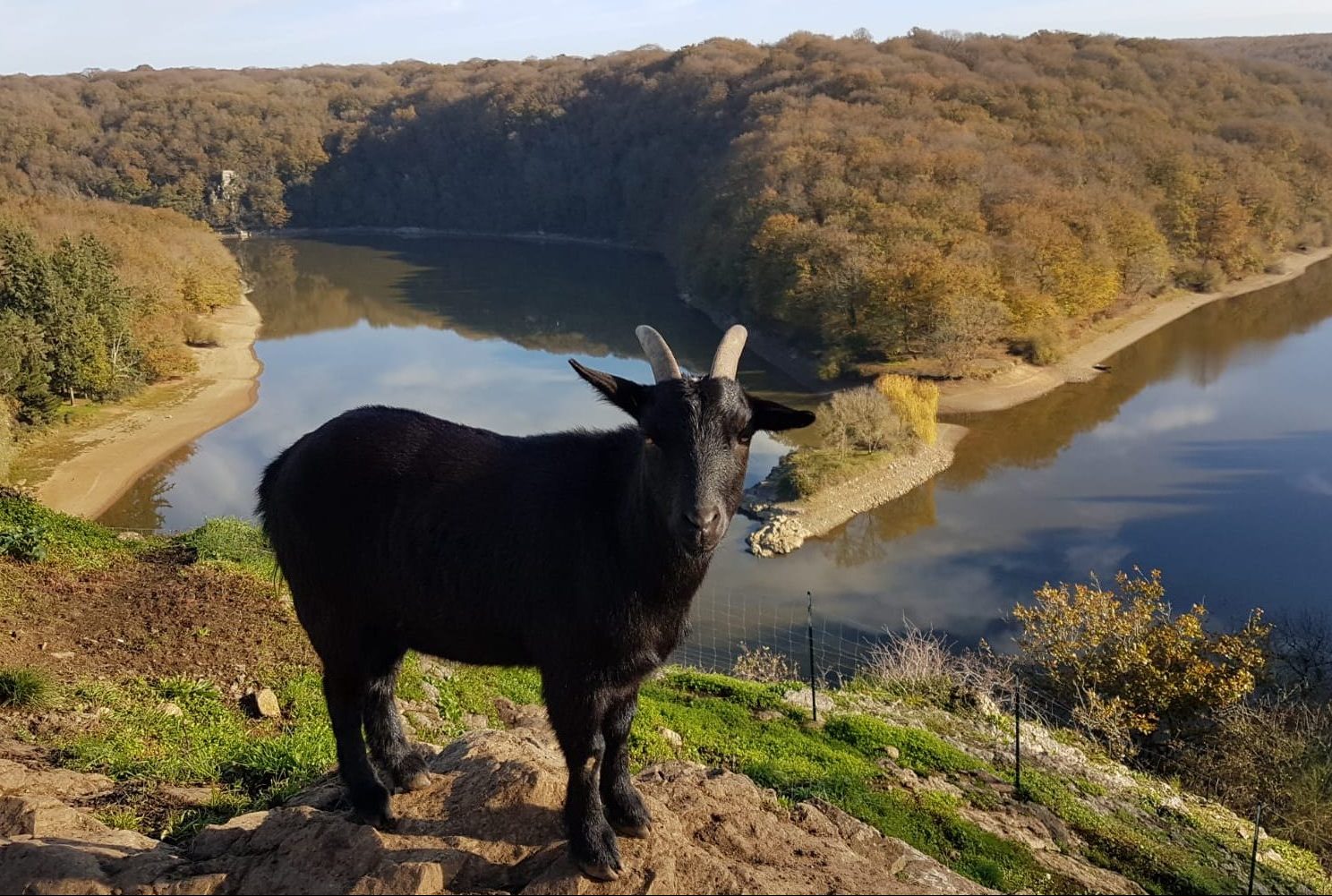 Chèvre dans le parc du château à Mervent Vendée