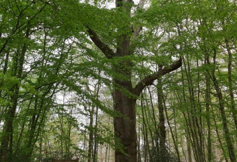 Chêne marinier, arbre remarquable à Mervent