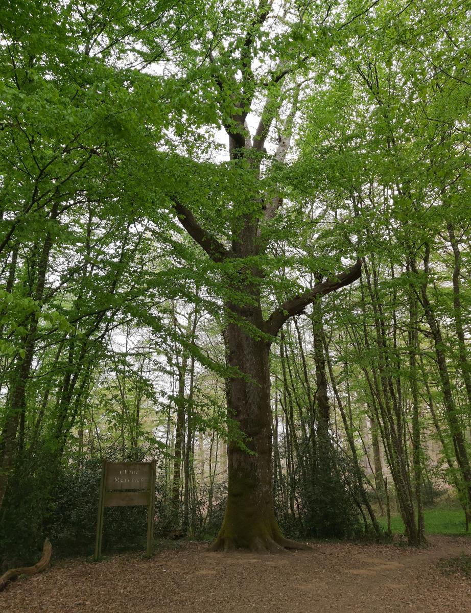 Chêne marinier, arbre remarquable à Mervent