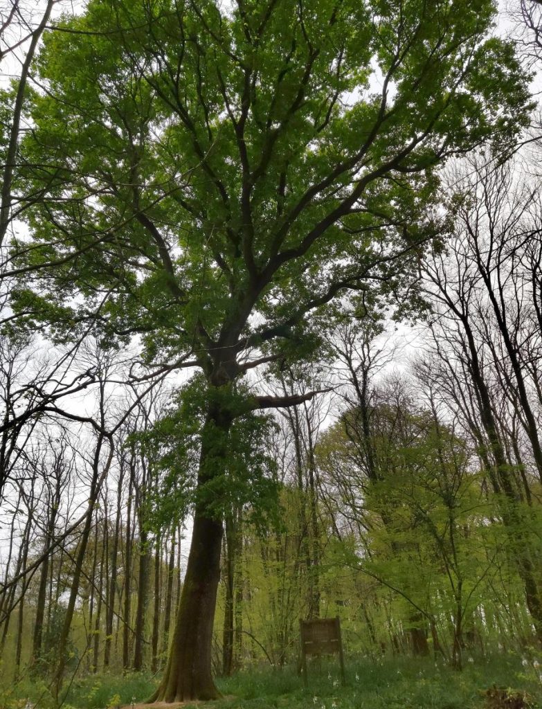 Chêne à l'Ermite, arbre remarquable à Mervent
