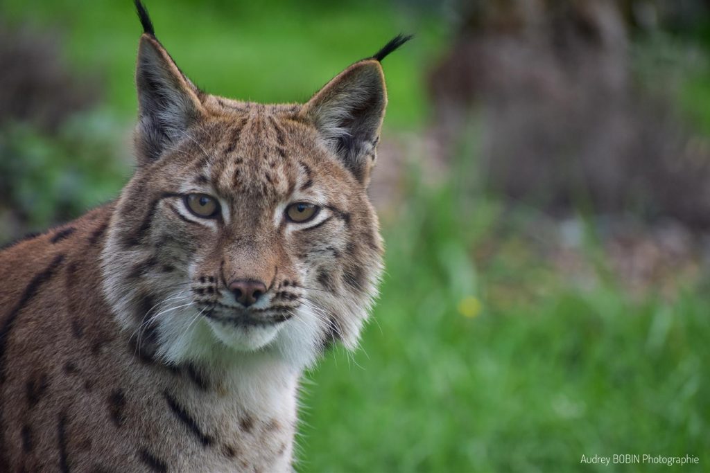 Natur'zoo de Mervent en Vendée