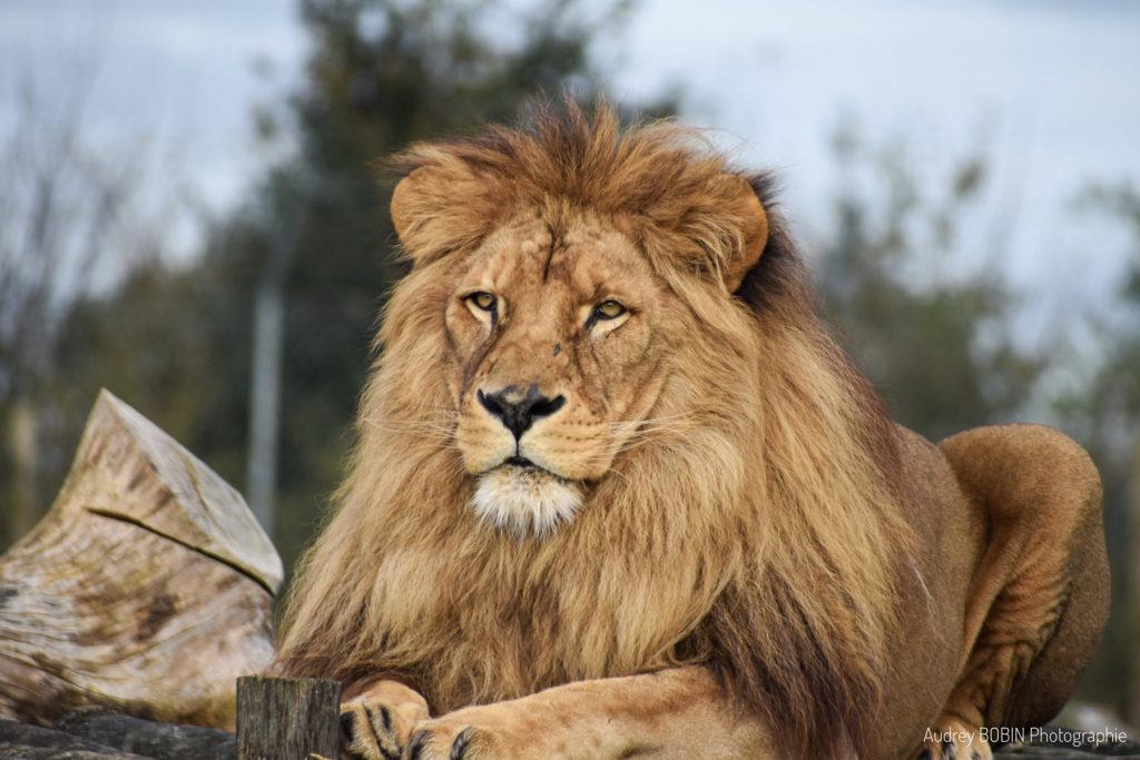 Natur'zoo de Mervent en Vendée