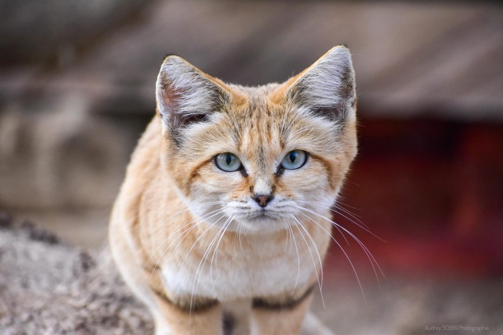 Natur'zoo de Mervent en Vendée