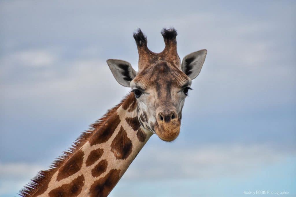 Natur'zoo de Mervent en Vendée