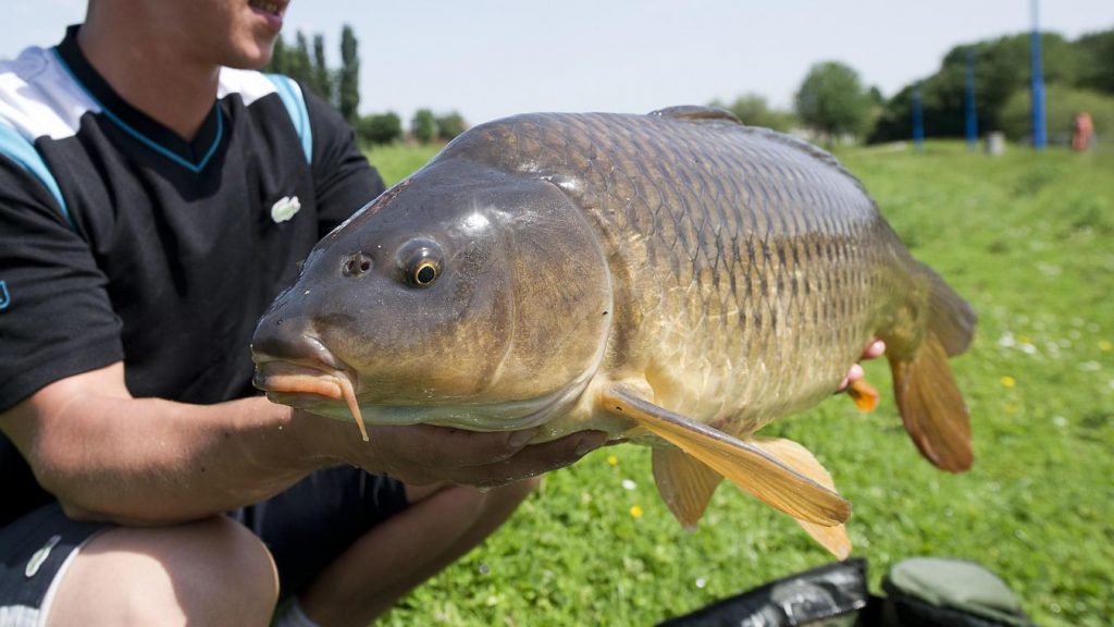 Pêche à Mervent